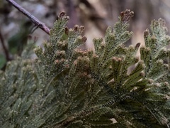Hymenophyllum frankliniae