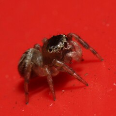 Maratus scutulatus