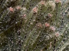 Hymenophyllum frankliniae
