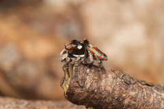 Maratus volans
