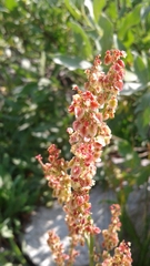 Rumex paucifolius