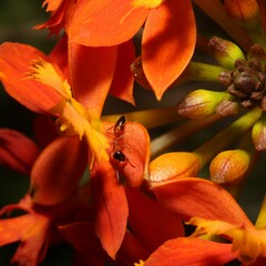 Opisthopsis rufithorax