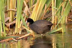 Fulica cristata