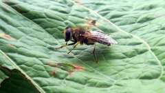 Eristalis nemorum