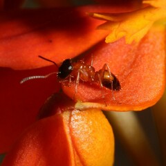 Opisthopsis rufithorax