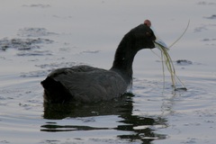 Fulica cristata