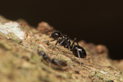 Camponotus mackayensis