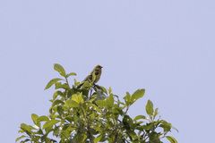 Serinus flavivertex