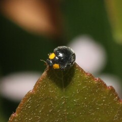 Apolinus lividigaster