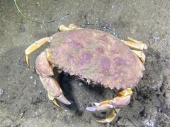 Metacarcinus anthonyi