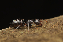 Camponotus mackayensis
