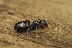 Camponotus mackayensis