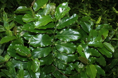 Pennantia cunninghamii