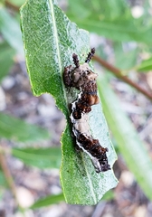 Limenitis lorquini