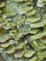 Stereum subtomentosum