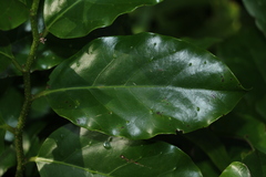 Pennantia cunninghamii