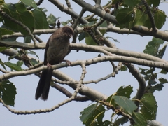 Pterorhinus perspicillatus