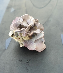 Lithophyllum dentatum