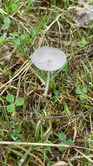 Parasola plicatilis