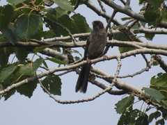 Pterorhinus perspicillatus