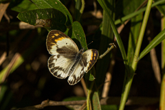 Colotis antevippe gavisa