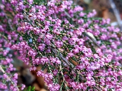 Erica mauritanica