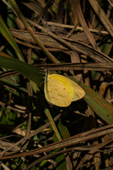 Eurema