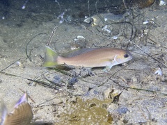 Caulolatilus princeps