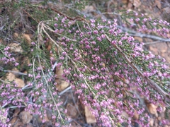 Erica mauritanica