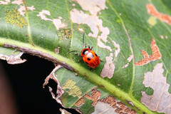 Tinosis decemmaculata