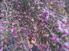 Erica mauritanica