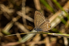 Euchrysops malathana