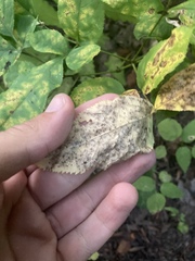 Pleosporaceae