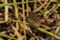 Euchrysops malathana