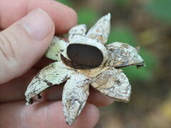 Astraeus hygrometricus