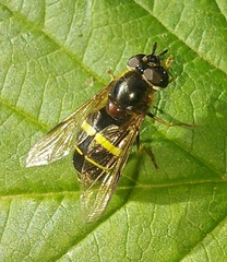 Dasysyrphus tricinctus