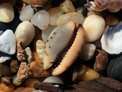 Purpuradusta gracilis