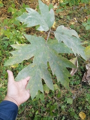 Heracleum dissectum