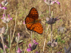 Argynnis niobe