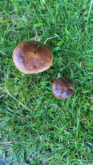 Suillus luteus