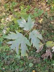 Heracleum dissectum