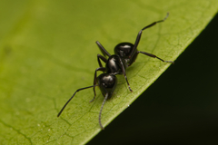 Polyrhachis mackayi