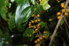 Celastrus subspicatus