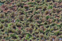 Azolla rubra