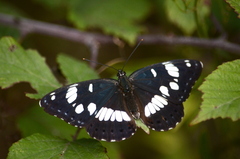 Limenitis reducta