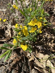 Hibbertia hypericoides