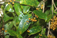 Celastrus subspicatus