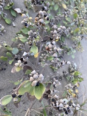 Vitex rotundifolia