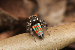 Maratus volans