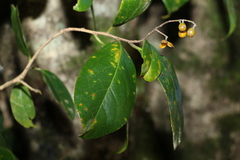 Celastrus subspicatus